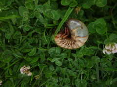 Dynastinae