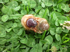 Dynastinae