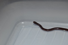 Indotyphlops braminus