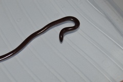 Indotyphlops braminus