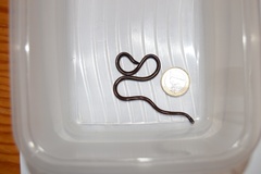 Indotyphlops braminus