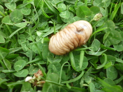 Dynastinae