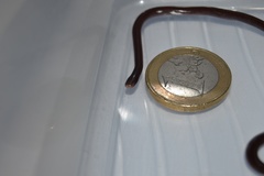 Indotyphlops braminus