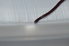 Indotyphlops braminus