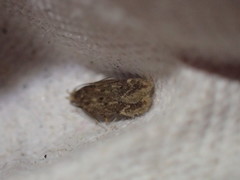 Bryotropha senectella