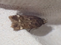 Bryotropha umbrosella