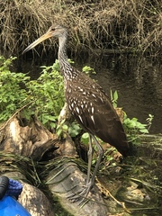 Aramus guarauna image