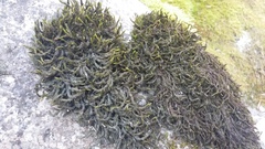 Cinclidotus fontinaloides