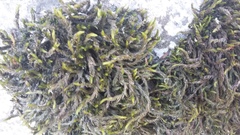 Cinclidotus fontinaloides