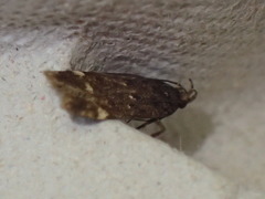 Bryotropha umbrosella