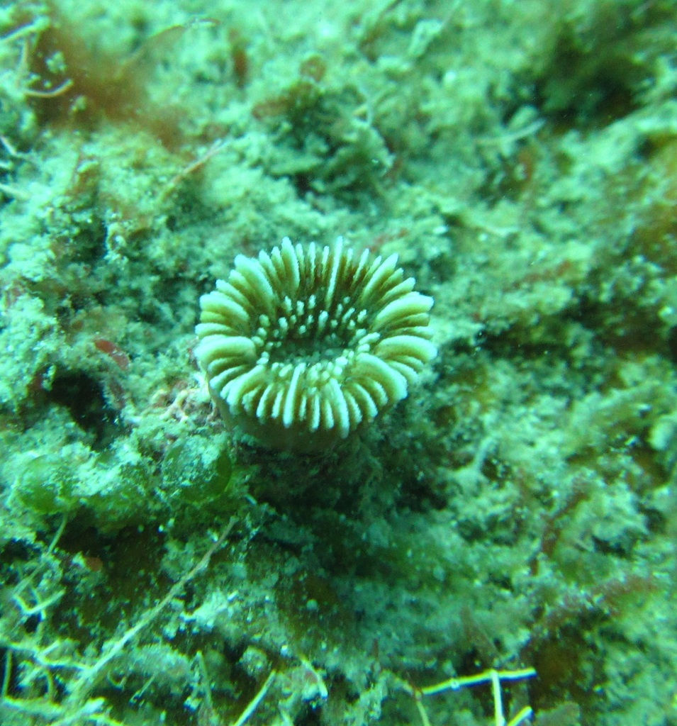 Papillose Cup Coral