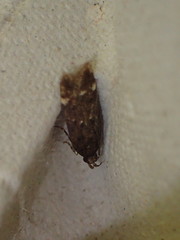 Bryotropha umbrosella