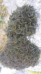 Cinclidotus fontinaloides