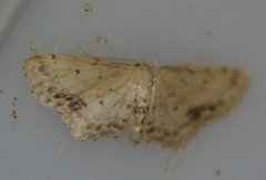 Scopula cacuminaria