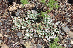 Euphorbia polycarpa polycarpa
