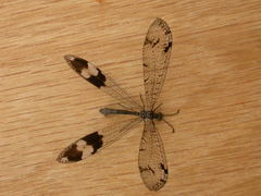 Glenoleon pulchellus