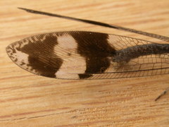 Glenoleon pulchellus