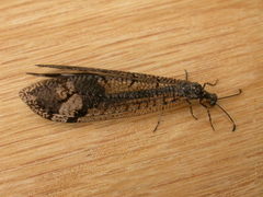 Glenoleon pulchellus