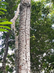 Zanthoxylum acuminatum