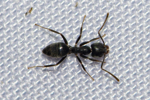 Albipes-Group Pale-Footed Ants