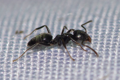 Technomyrmex albipes