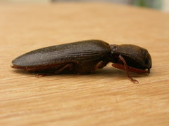 Pseudotetralobus australasiae