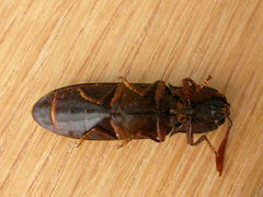 Pseudotetralobus australasiae