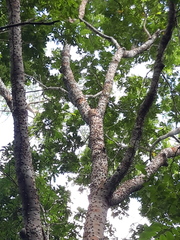 Zanthoxylum acuminatum