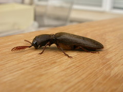 Pseudotetralobus australasiae