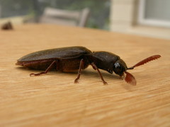 Pseudotetralobus australasiae