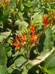 Canna indica