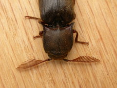 Pseudotetralobus australasiae