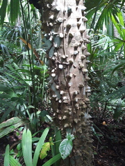 Zanthoxylum acuminatum