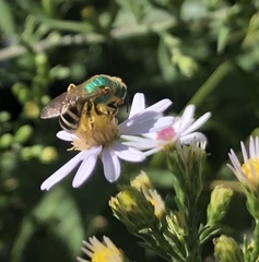 Agapostemon virescens