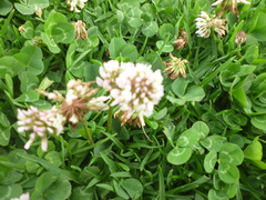 Trifolium repens