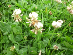 Trifolium repens