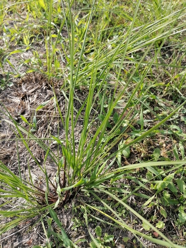 Eragrostis tef observed 2020-09-20