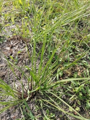 Eragrostis tef