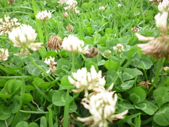 Apis mellifera