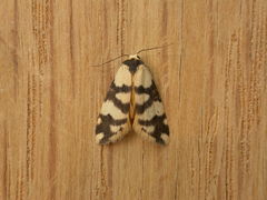 Thallarcha trissomochla