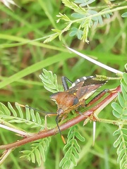 Mozena lunata