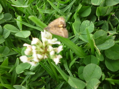 Lepidoptera