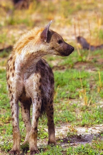 Spotted Hyena African Plains · Inaturalist