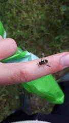 Chrysotoxum bicinctum