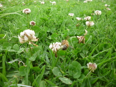 Apis mellifera