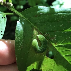 Euplexia benesimilis