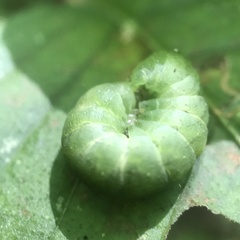 Euplexia benesimilis