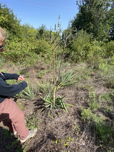 Yucca necopina