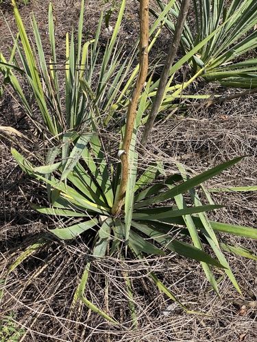 Yucca necopina