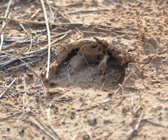 Sus scrofa domesticus
